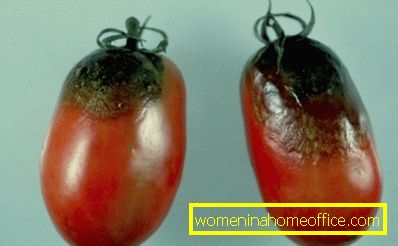 Come processare pomodori da phytophthora?