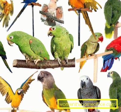 Come insegnare a parlare pappagallo ondulato?
