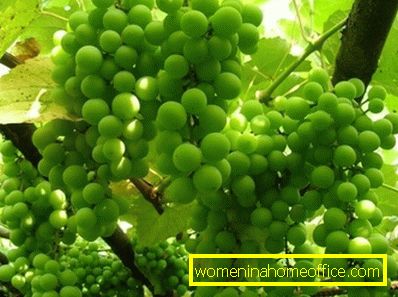 Composta di uva verde per l'inverno: cucinare