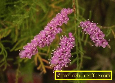 Caratteristiche di tamarisk