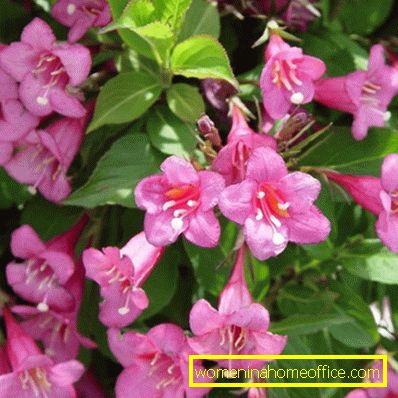 Weigela: atterraggio e cura